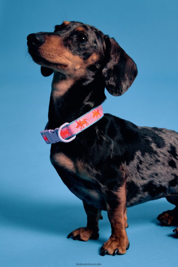 Accessories 4062VZ964 Pink Bimba Y Lola Logo Pet Collar