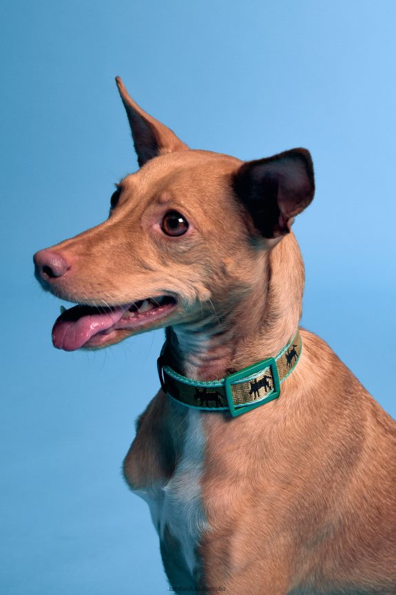 Accessories 4062VZ968 Khaki Bimba Y Lola Logo Pet Collar
